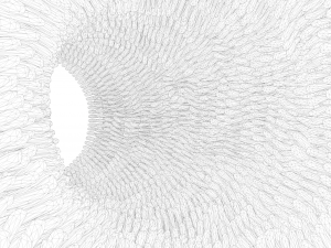 Intestinal villi Animation 3D Model