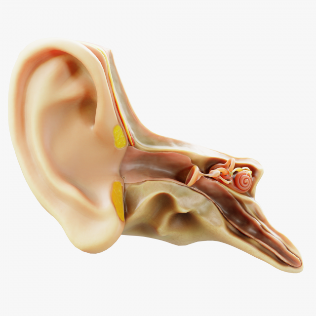 Cross section ear anatomy 3Dモデル .c4d .max .obj .3ds .fbx .stl .blend 