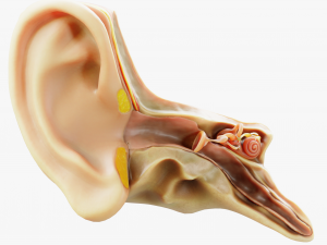 Cross section ear anatomy 3D Model