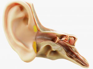 Cross section ear anatomy 3Dモデル