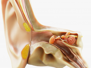 Cross section ear anatomy 3Dモデル