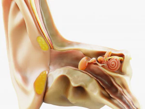 Cross section ear anatomy 3D Model