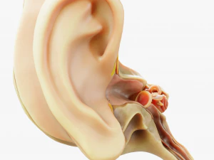 Cross section ear anatomy 3D Model