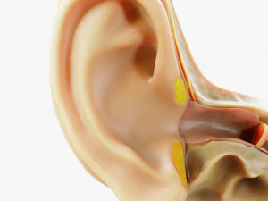 Cross section ear anatomy 3D Model