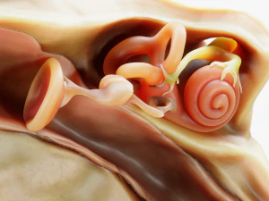 Cross section ear anatomy 3D Model