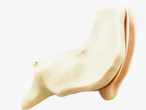 Cross section ear anatomy 3D Model
