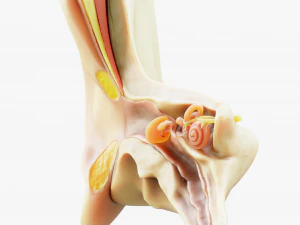 Cross section ear anatomy 3D Model