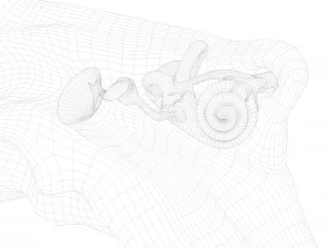 Cross section ear anatomy 3D Model