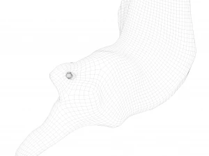 Cross section ear anatomy 3D Model