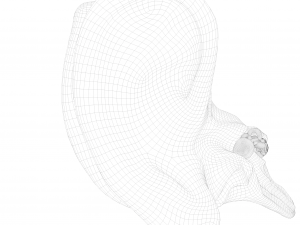 Cross section ear anatomy 3Dモデル