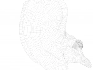 Cross section ear anatomy 3D Model