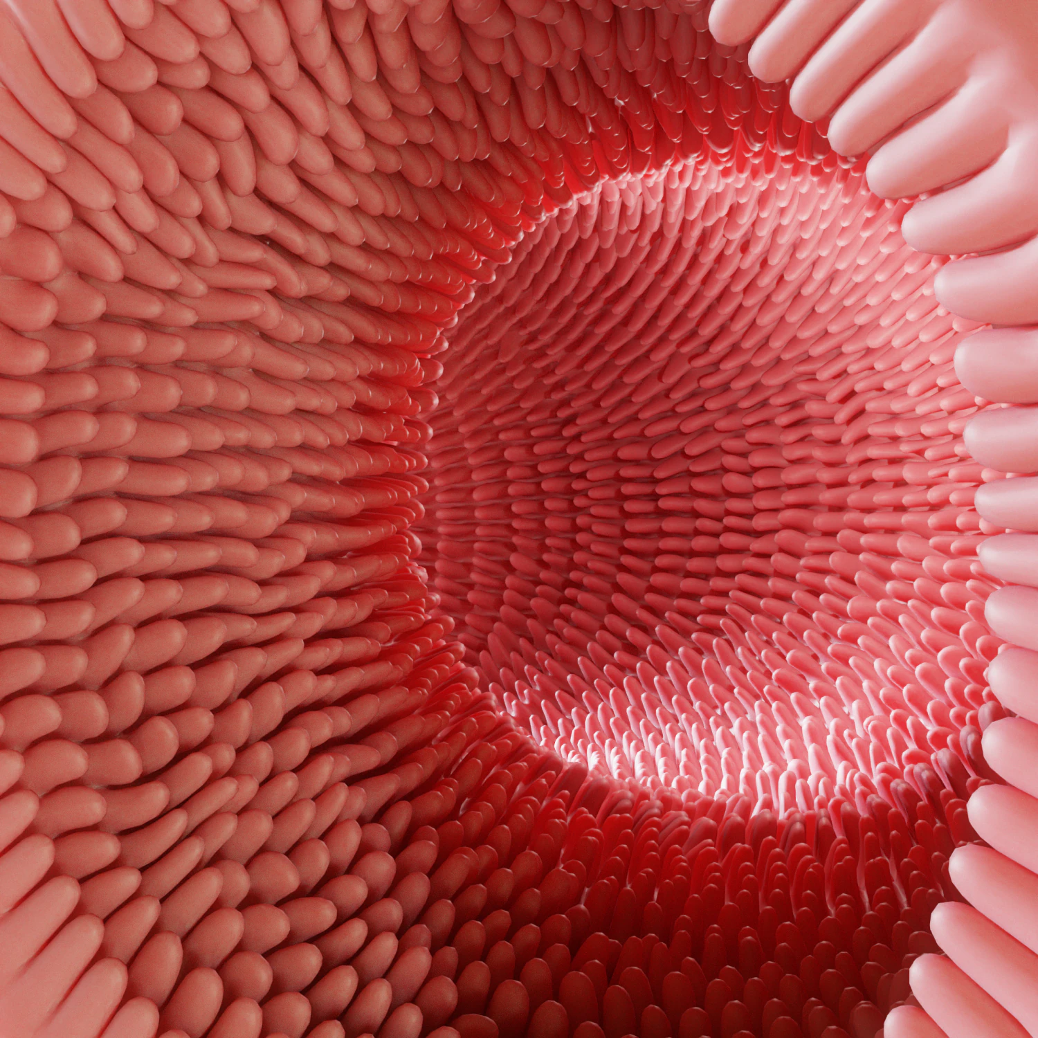 Intestinal villi Animation 3D Model .c4d .max .obj .3ds .fbx .stl .blend