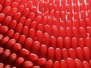 Intestinal villi Animation 3D Model