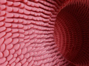 Intestinal villi Animation 3D Model