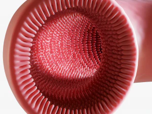 Intestinal villi Animation 3D Model