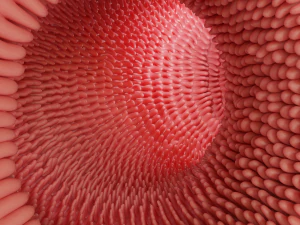 Intestinal villi Animation 3D Model