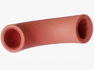 Intestinal villi Animation Modelo 3D