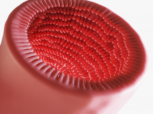 Intestinal villi Animation Modelo 3D