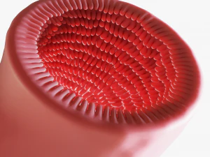 Intestinal villi Animation 3D Model