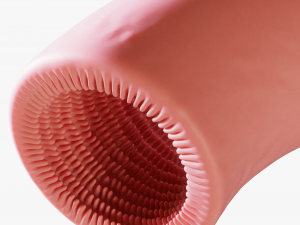 Intestinal villi Animation Modelo 3D