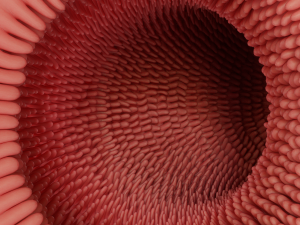Intestinal villi Animation Modelo 3D
