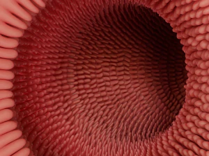 Intestinal villi Animation 3D Model