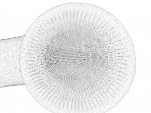 Intestinal villi Animation Modelo 3D