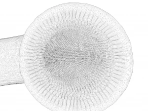 Intestinal villi Animation 3D Model