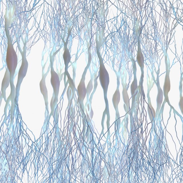 Pyramidal Neurons 3D Model .c4d .max .obj .3ds .fbx .stl .blend 