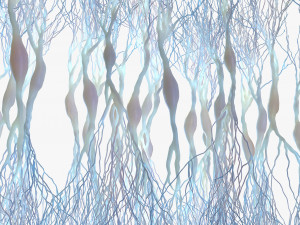 Pyramidal Neurons 3D Model