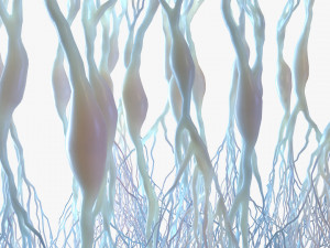 Pyramidal Neurons 3D Model