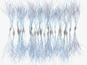 Pyramidal Neurons 3D Model