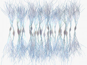 Neur&ocirc;nios Piramidais Modelo 3D