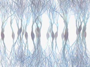 Pyramidal Neurons 3D Model