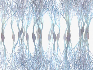 Neur&ocirc;nios Piramidais Modelo 3D