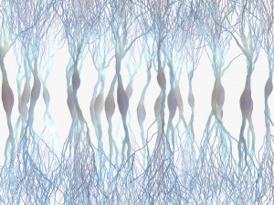 Pyramidal Neurons 3D Model