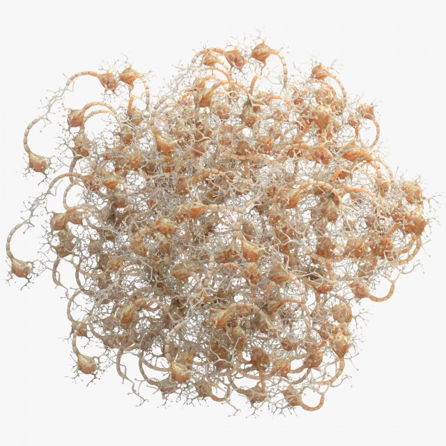 Neuron Human 3D Model .c4d .max .obj .3ds .fbx .stl .blend 