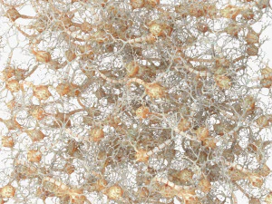 Neuron Human 3D Model