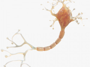 Neuron Human 3D Model
