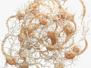 Neuron Human 3D Model