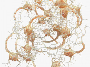 Neuron Human 3D Model