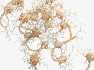 Neuron Human 3D Model