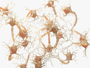 Neuron Human 3D Model