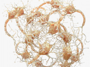 Neuron Human 3D Model