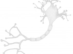 Neuron Human 3D Model