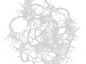 Neuron Human 3D Model