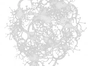 Neuron Human 3D Model