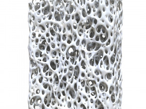 Bone Structure Sponge 3Dモデル