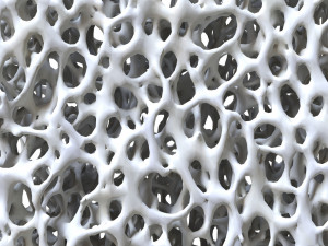 Bone Structure Sponge 3Dモデル