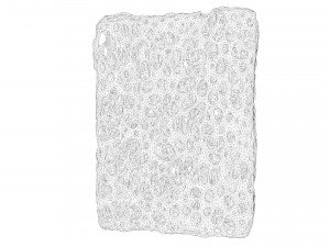 Bone Structure Sponge 3Dモデル